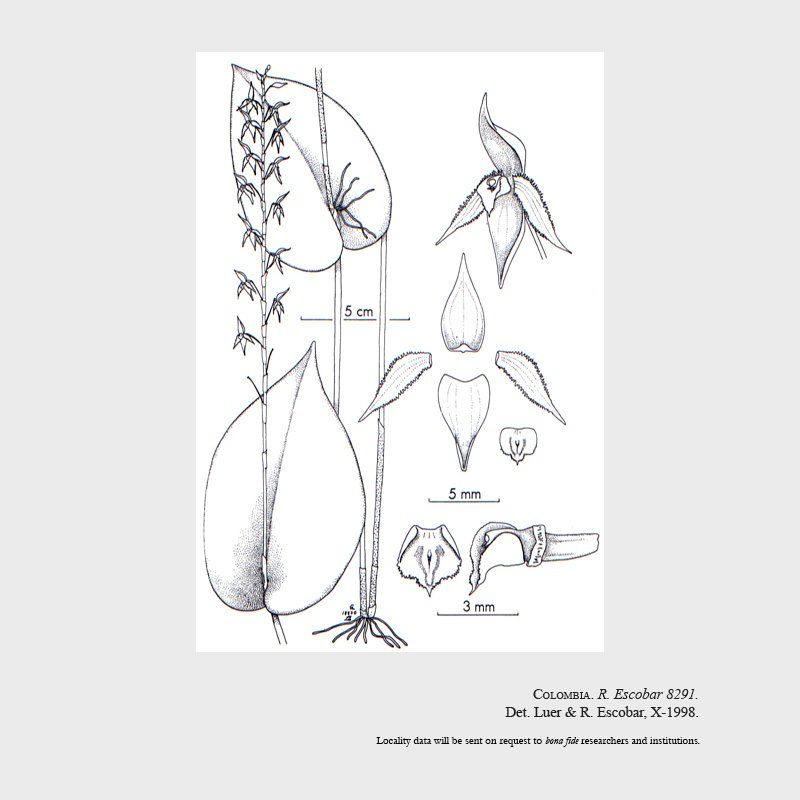 Pleurothallis lopezii